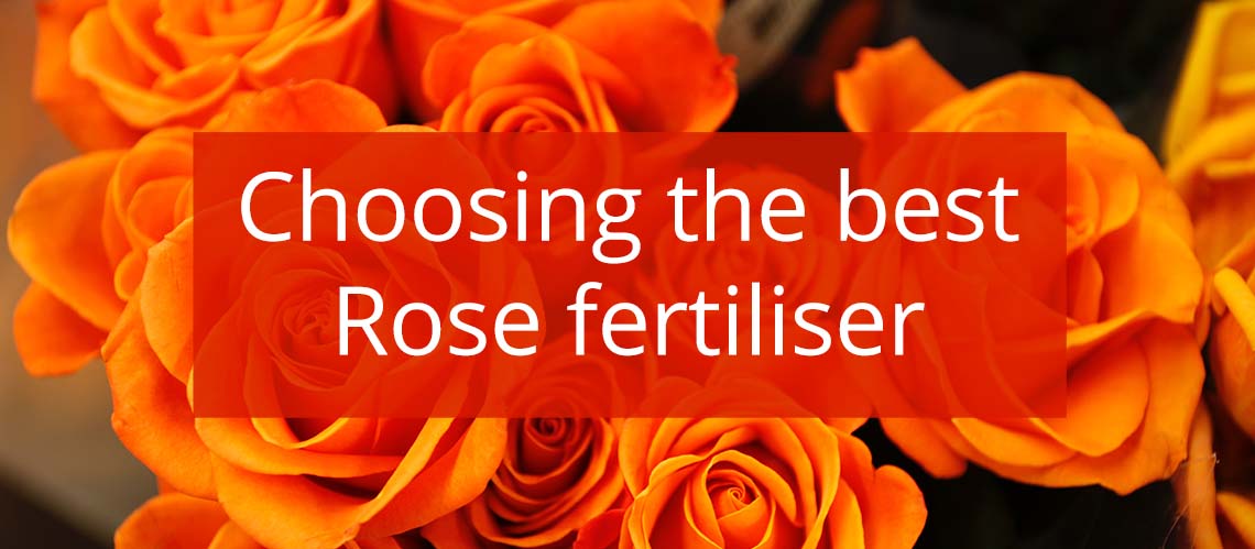 Choosing the best Rose Fertiliser
